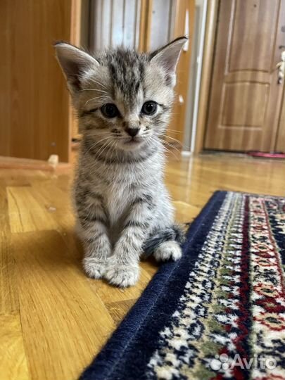 Отдам котенка в добрые руки