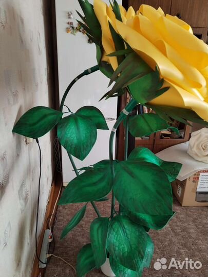 Ростовые цветы розы