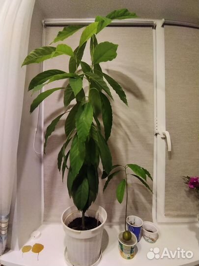 Авокадо растение