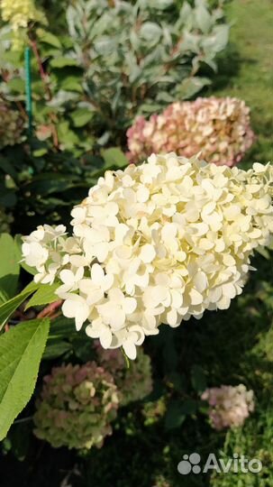 Гортензия метельчатая 