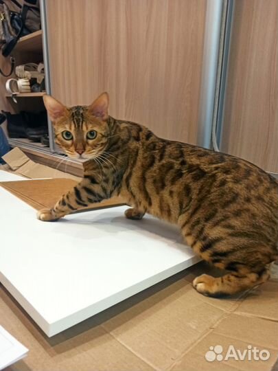 Бенгальский кот