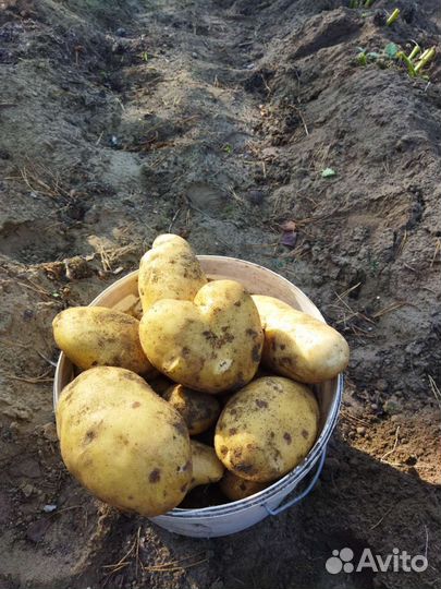 Картофель деревенский, ягоды жимолости