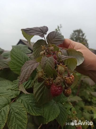 Ремонтантная малина