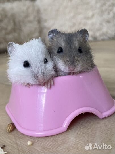 Джунгарский хомяк бесплатно