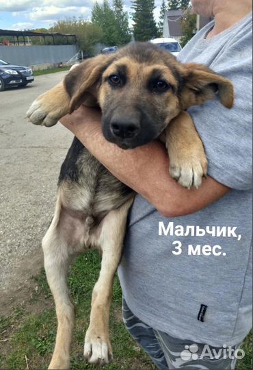 Щенок в добрые руки