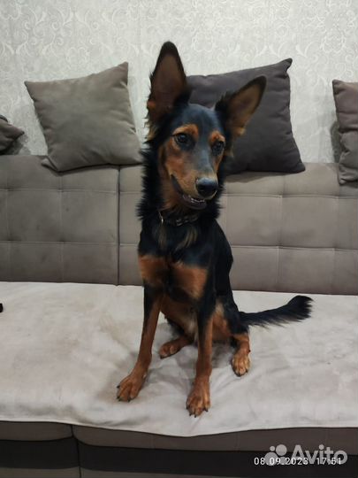 Собака в добрые руки