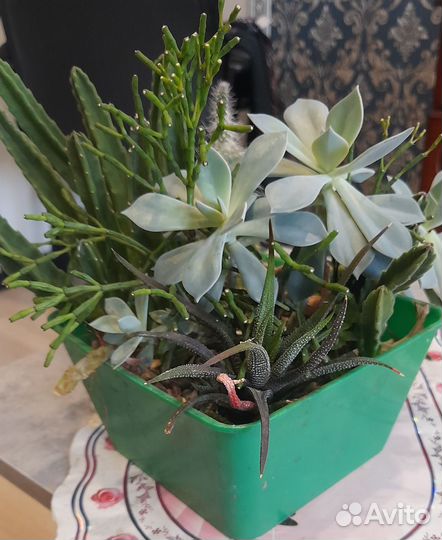 Садики из суккулентов
