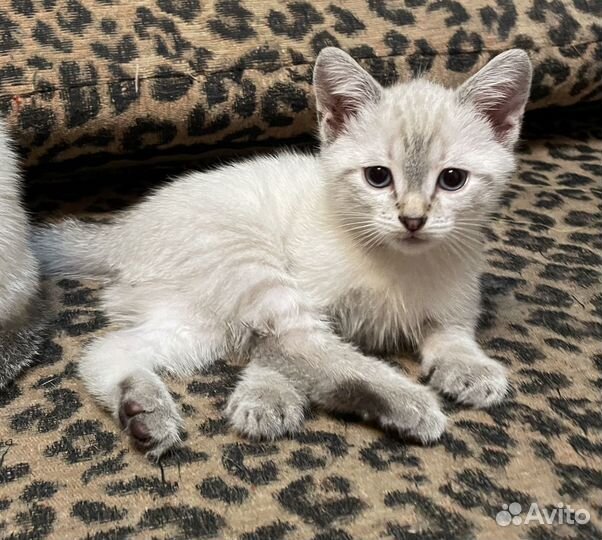 Отдам котенка в добрые руки