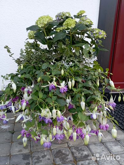 Гортензия крупнолистная