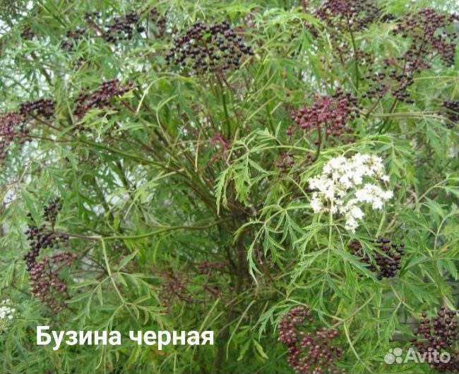 Саженцы плодовых