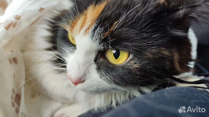 Кошка