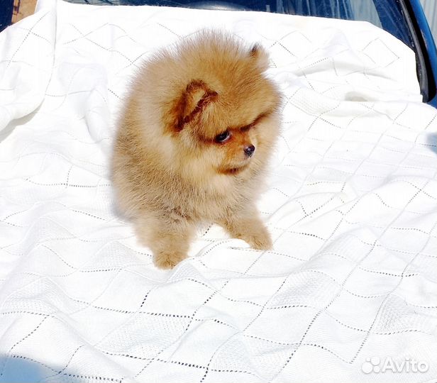 Померанский шпиц