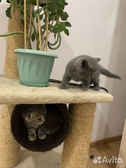 Котята шотландские