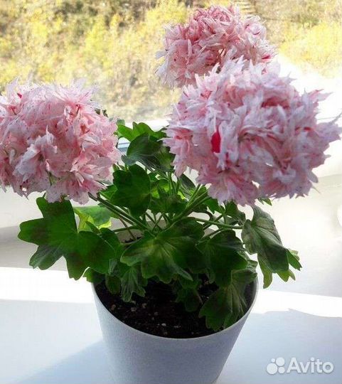 Сортовые пеларгонии