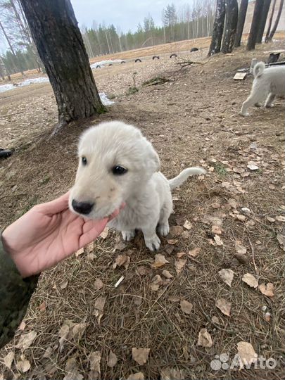 Отдам даром животные