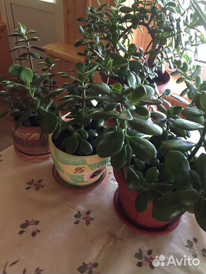 Продам комнатные растения