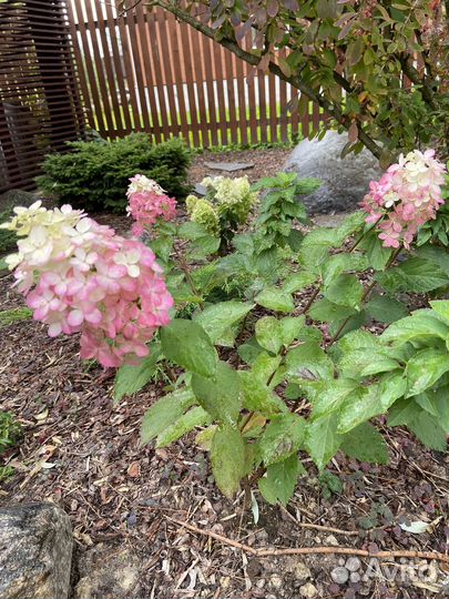 Гортензия из сада