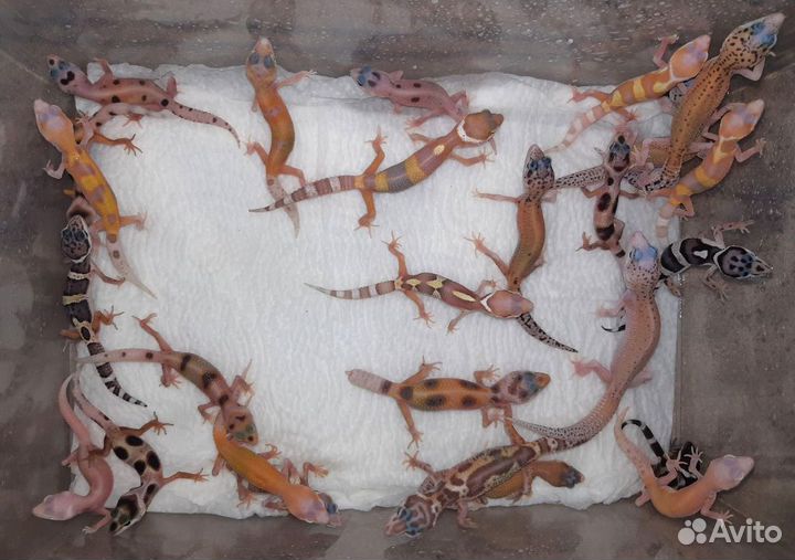 Ящерицы Гекконы Эублефары