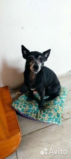 Отдам в добрые руки