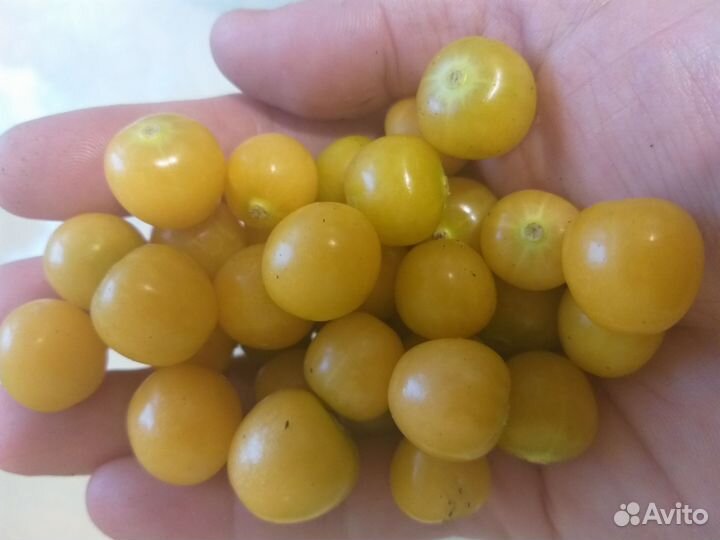 Физалис овощной авансовый (маленькие помидорки)