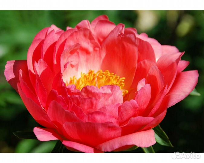 Пион гибридный Coral Sunset