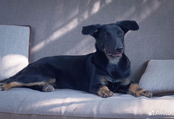 Очень хорошей девочке нужна семья