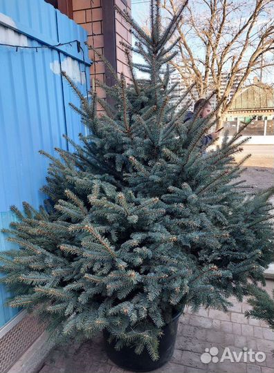 Ель живая в горшке 1.2м