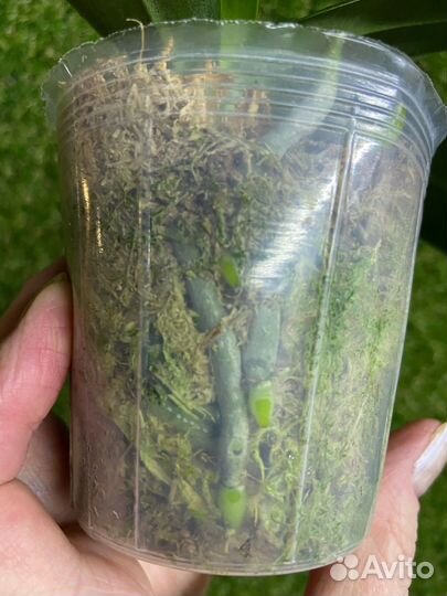 Орхидея Бао Леопард 9.0