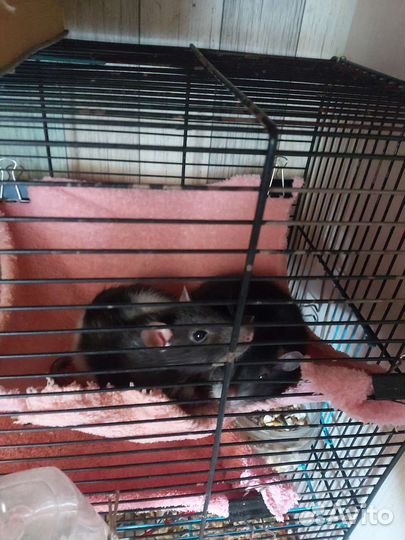 Крыски девочки