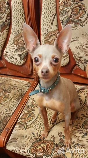 Вязка лилового той терьера