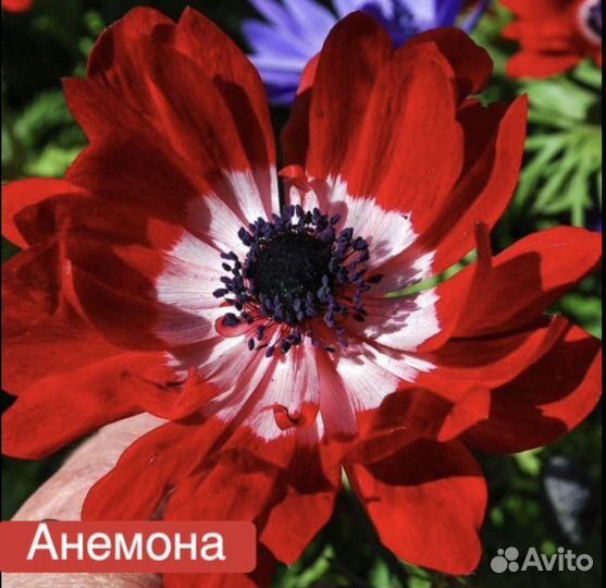 Лилии и Анемоны