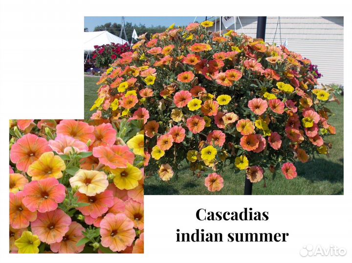 Петуния Предзаказ весна 2024