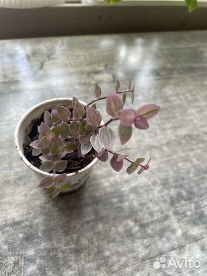 Комнатные растения цветы