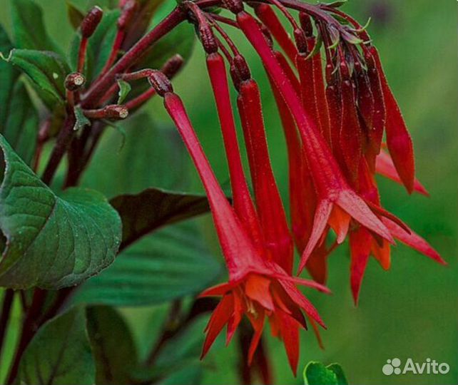 Фуксии кустовые и ампельные