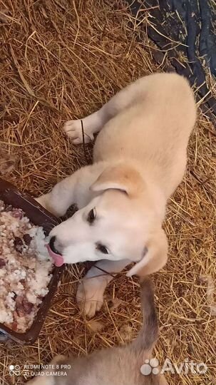 Щенки в добрые руки