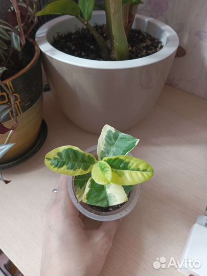 Лимон эврика пинк