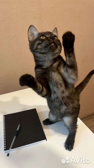 Котёнок-мальчик