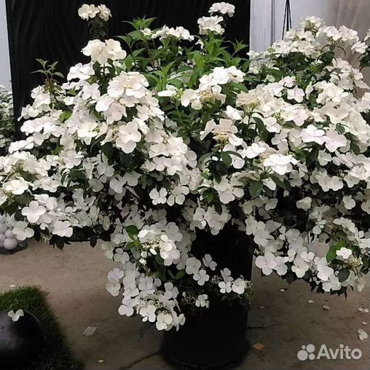 Гортензия Сбежавшая невеста