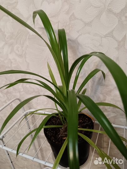 Пальма пандус