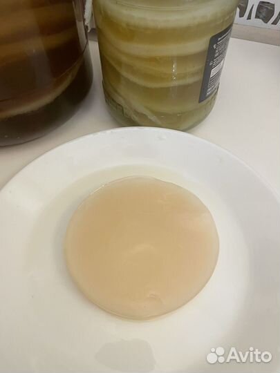 Чайный гриб Комбуча Джун Jun