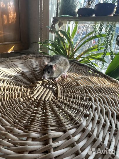 Крыса дамбо