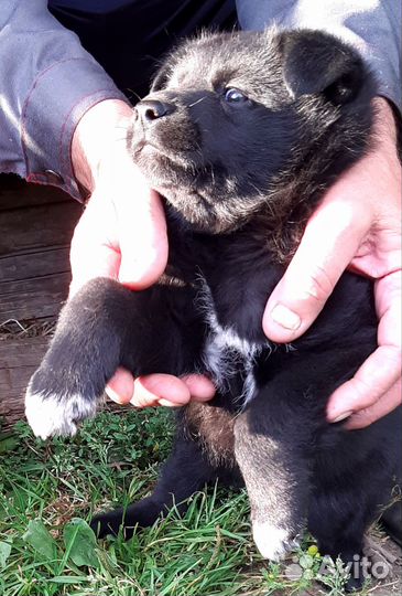 Отдам щенка в добрые руки бесплатно