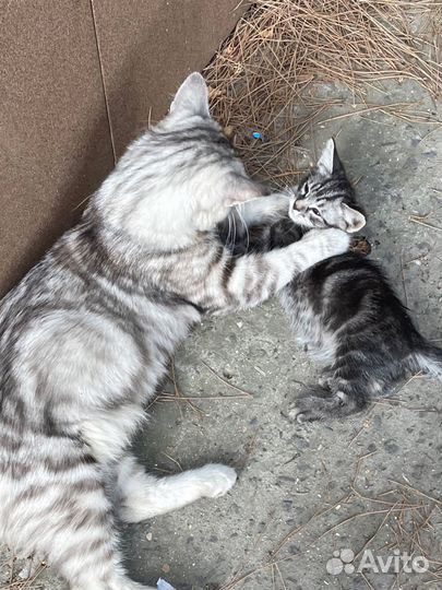Кошки и котята