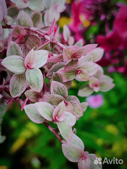 Каланхоэ толстянка каллизия