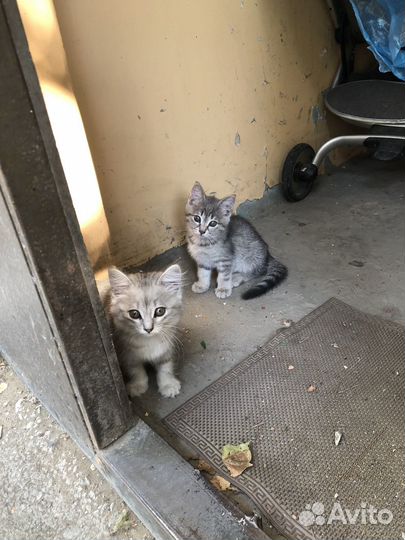 Котята бесплатно