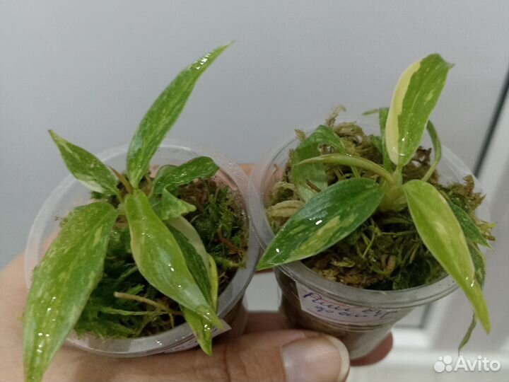 Филодендрон ring of fire