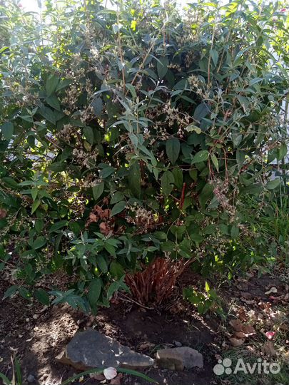 Цветущие кустарники