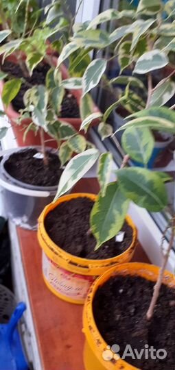 Фикусы с пестрыми и зелеными листьями