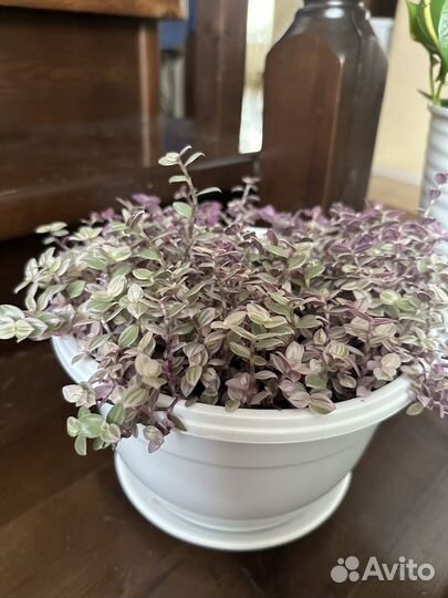 Комнатные цветы