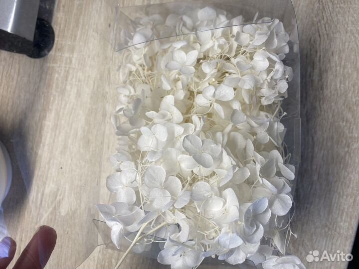 Сатабилизированная гортензия